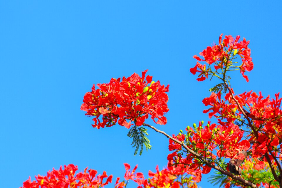 Phoenix flower poinciana Free photos
