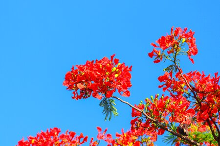 Phoenix flower poinciana Free photos