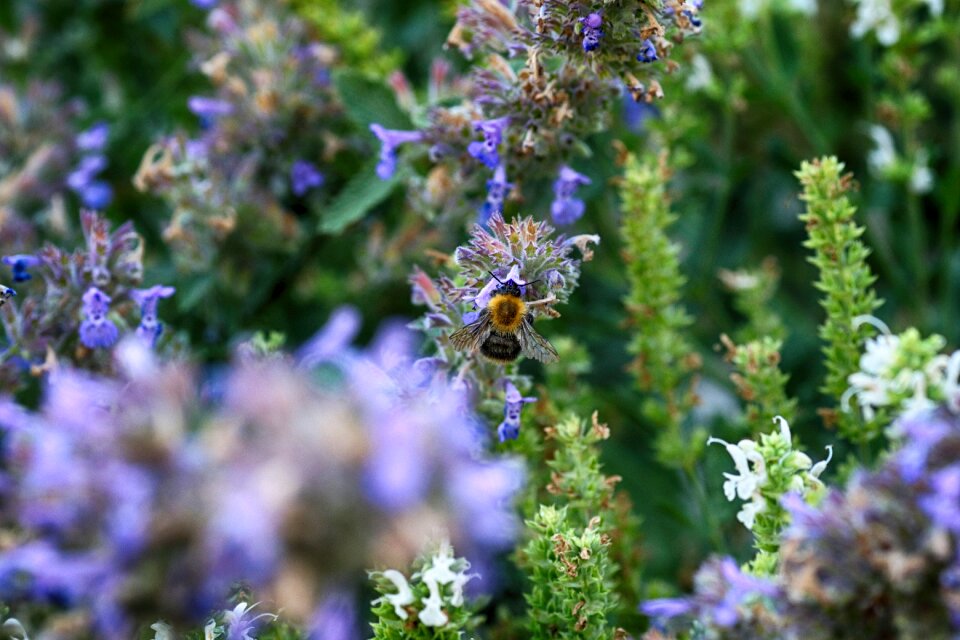 Flower summer garden