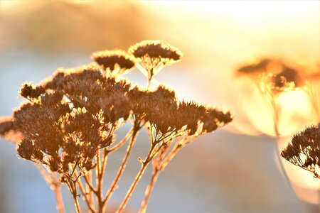 Fat hen nature sunset