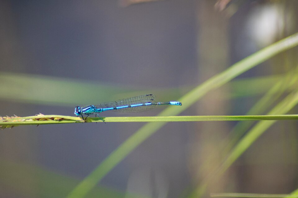 Nature environment insect