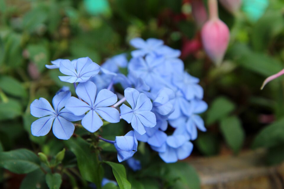 Flowering garden flowers