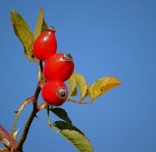 Red nature plant