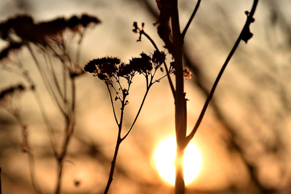 Dried fat hen nature