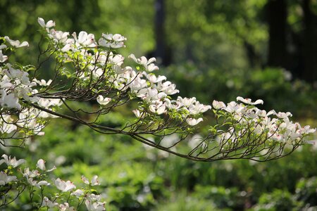 Plant nature spring photo