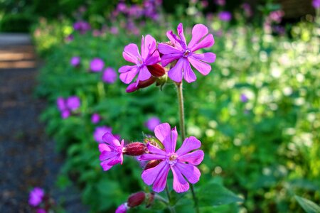 Blossom geraniaceae herb-robert
