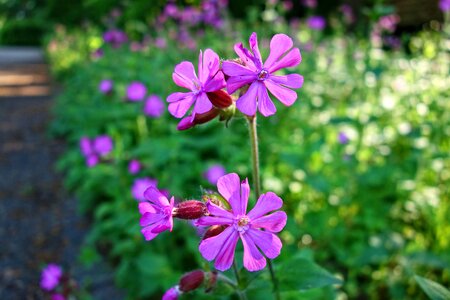 Blossom geraniaceae herb-robert photo