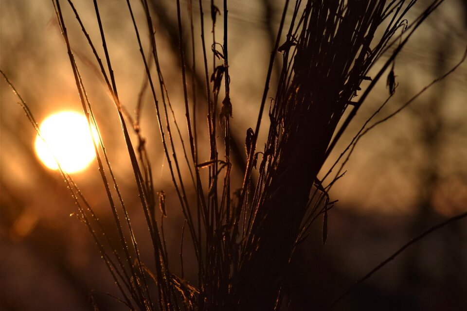 Dried nature sunset