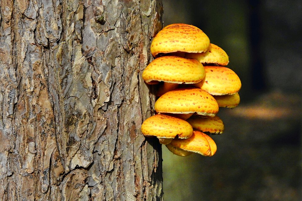 Forest autumn nature
