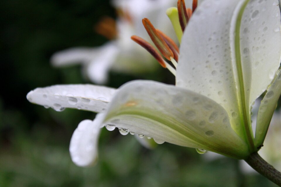 Plants nature clear