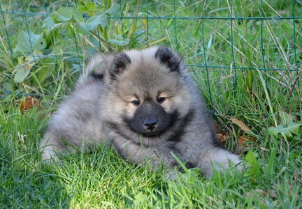 Domestic animal dog nordic doggie