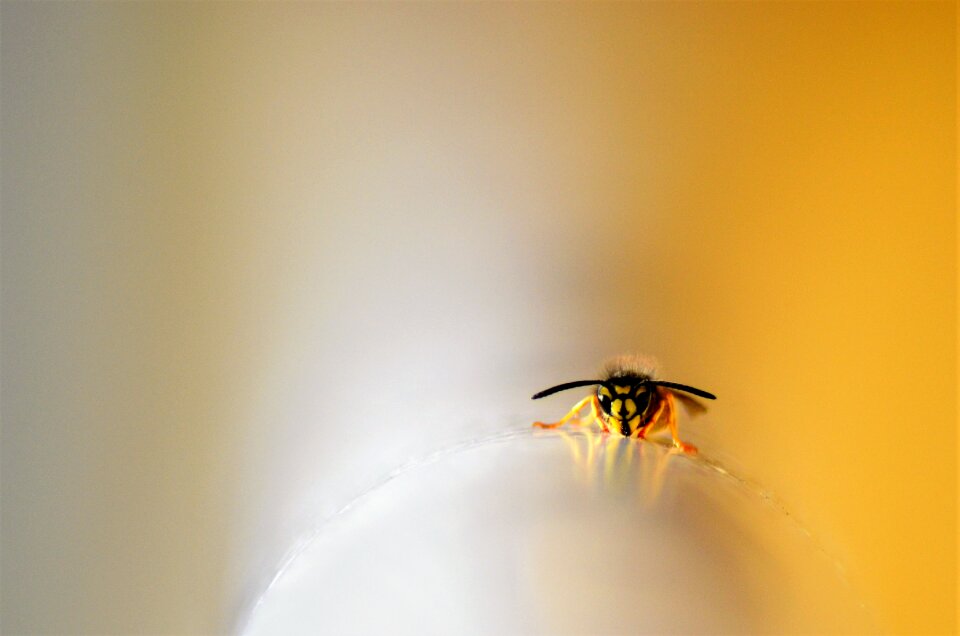 Nature animal yellow