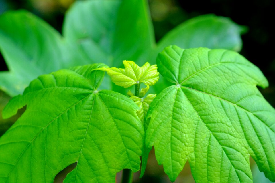 Needle leaf maple acer platanoides leaves photo