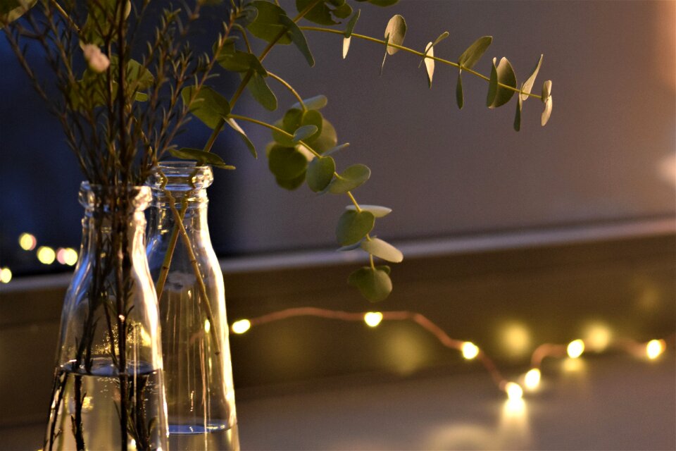 Eucalyptus christmas time advent