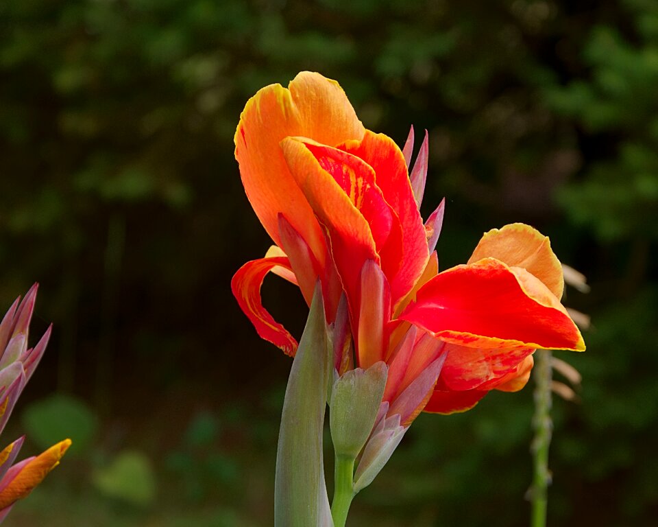 Petal decorative flower garden