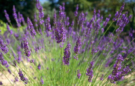 Field lavender flowers