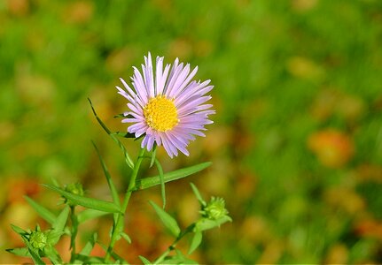 Meadow grass autumn photo