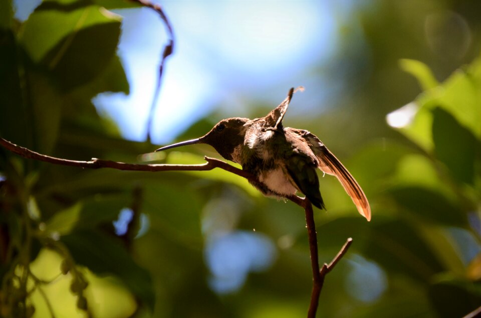 Small wildlife bird