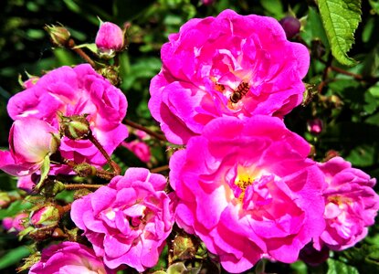 Pink ragusa pink flowers blossomed