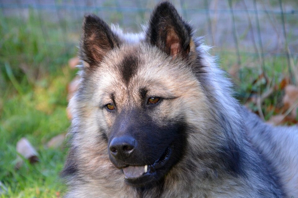 Dog eurasier domestic animal brown eyes