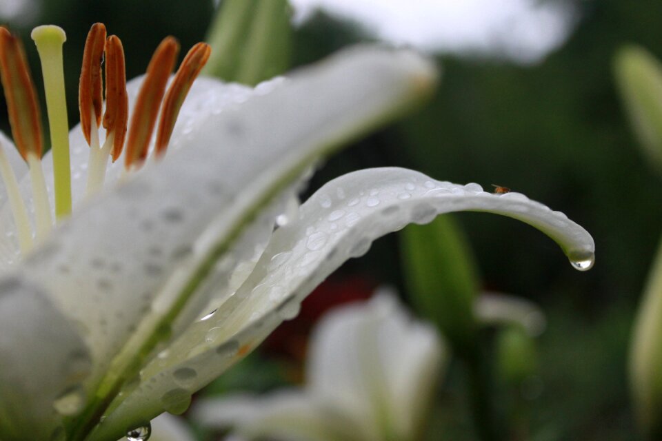 Plants nature clear