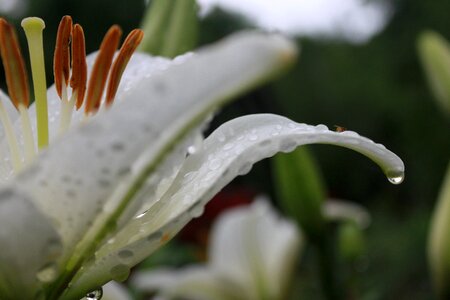 Plants nature clear