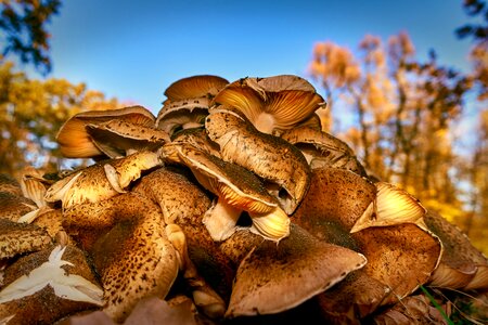 November macro nature
