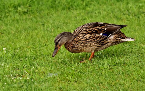 Water duck bird