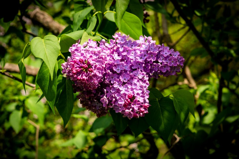 Flower spring garden