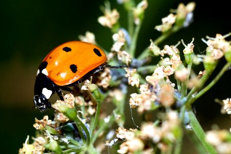 Insect macro nature