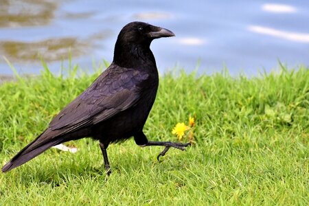 Black nature bill