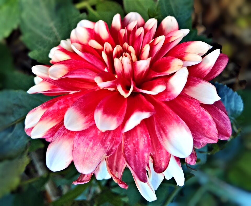 Petals red white
