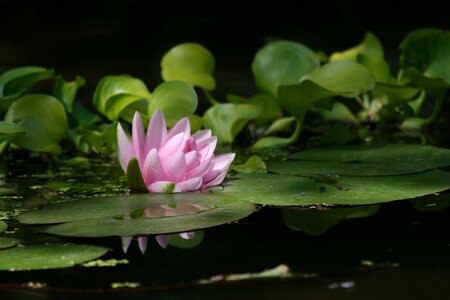 Nature mare water lily