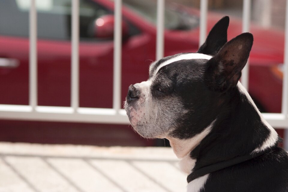 Dog city Free photos