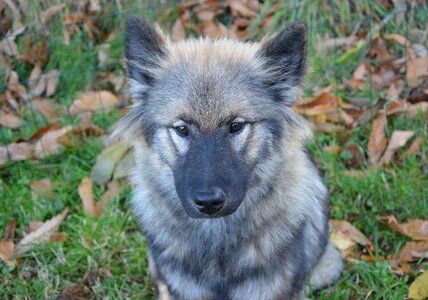 Dog eurasier domestic animal dog nordic