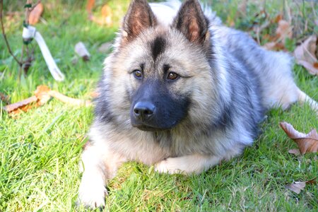 Dog eurasier domestic animal dog nordic