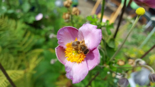 Garden bee pollen photo