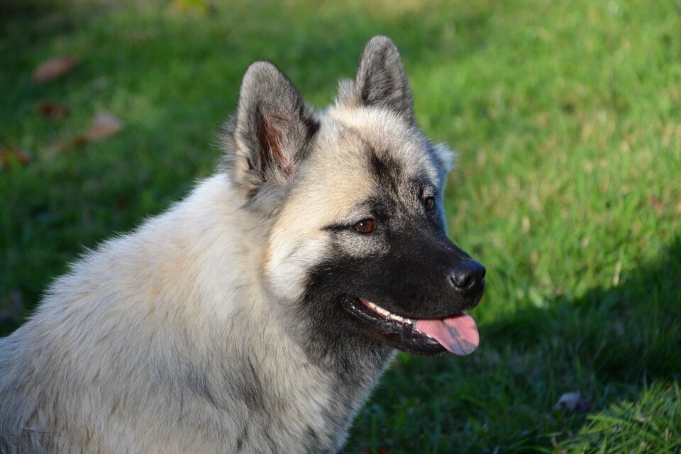 Dog eurasier black muzzle brown eyes