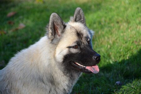 Dog eurasier black muzzle brown eyes