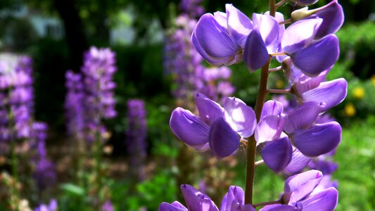 Summer spring plants