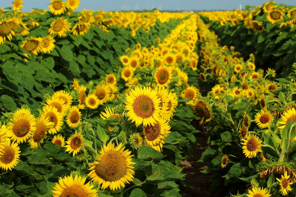 Yellow nature summer