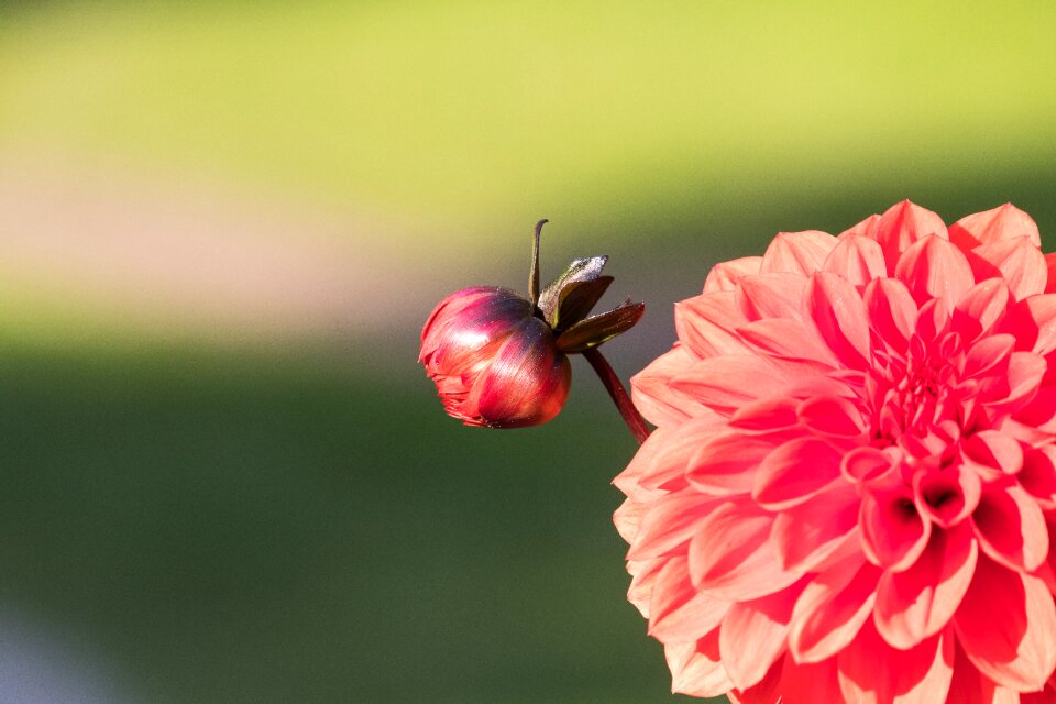 Bloom plant ornamental flower