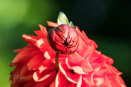 Bloom plant ornamental flower photo