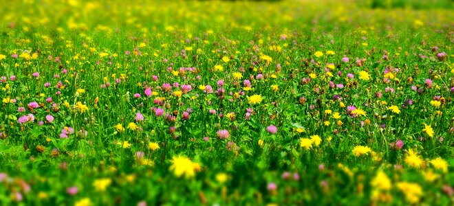 Growth summer flowers photo