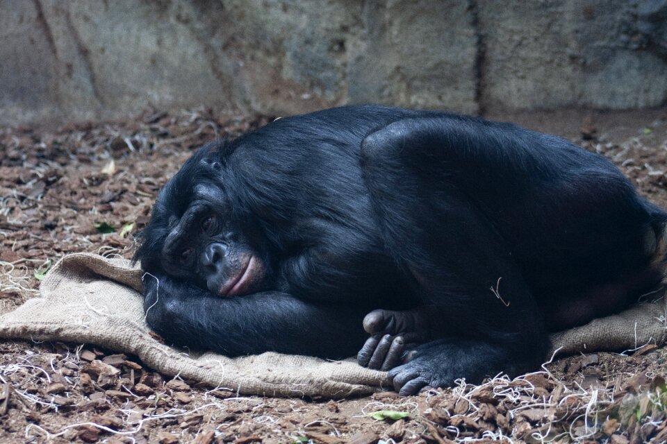 Animal zoo primate photo