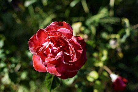 Love nature perfume