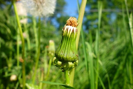 Transformation seedhead phase growth photo