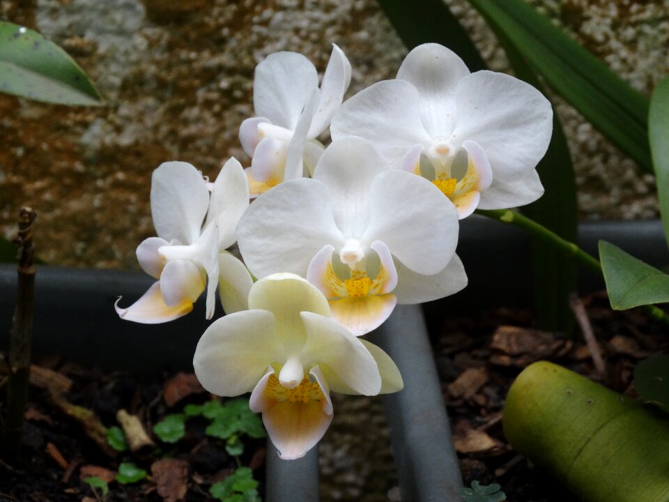 Spring flower white