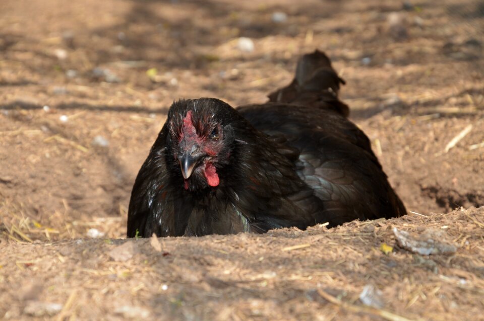 Livestock hen outdoor