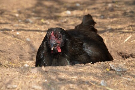 Livestock hen outdoor